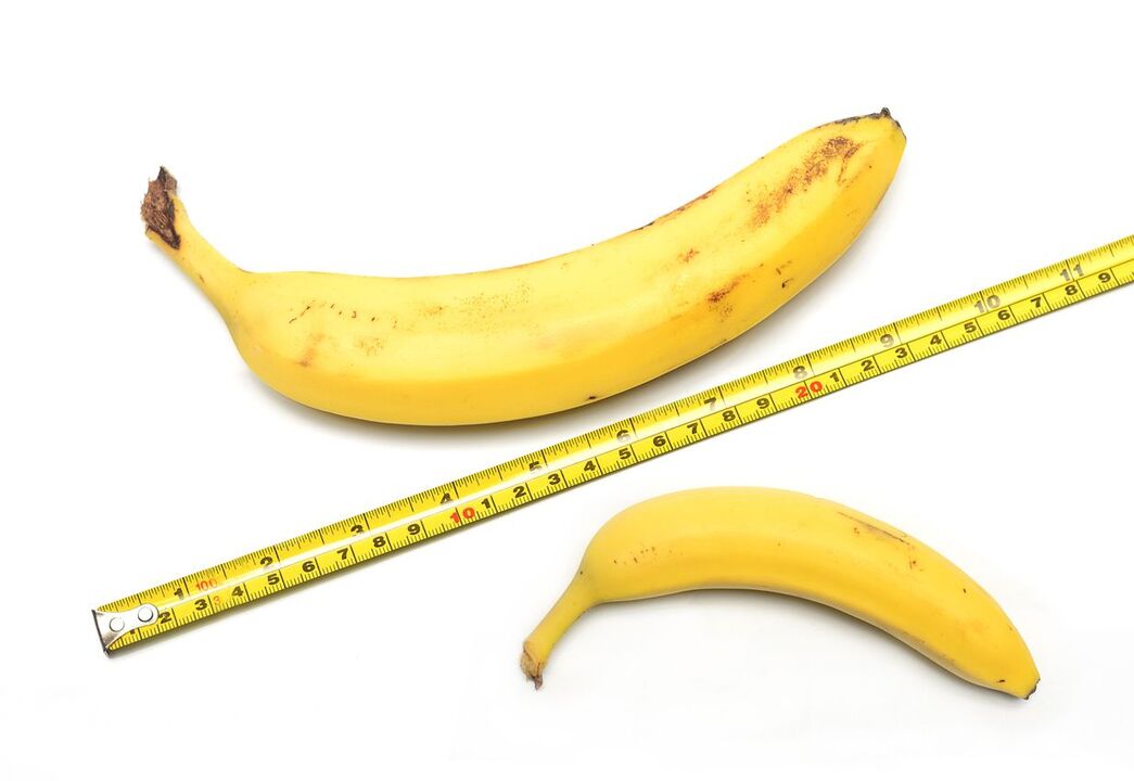 normal penis size